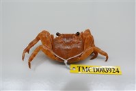 藏品(白紋方蟹)的圖片